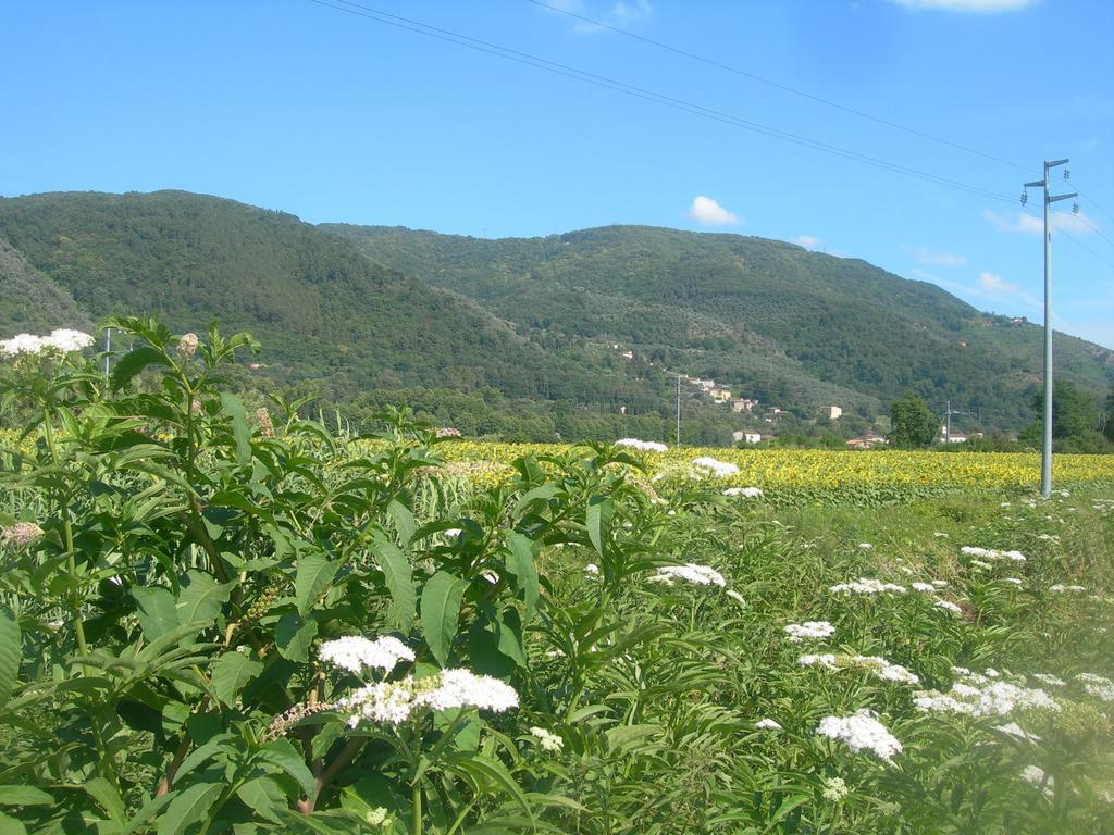 La Rondine Daire Lucca Dış mekan fotoğraf